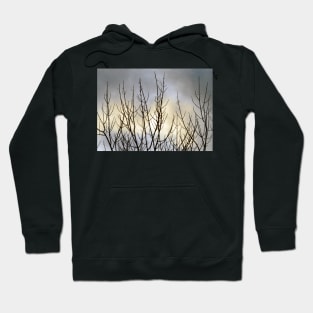 Trees at dusk Hoodie